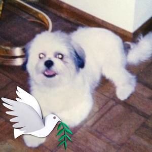 Meet your Posher, Darlene